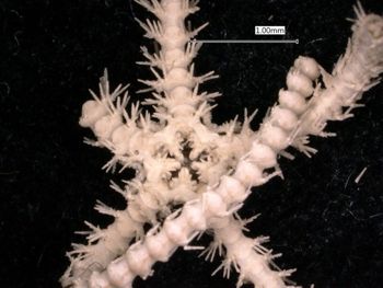 Media type: image; Invertebrate Zoology OPH-2012